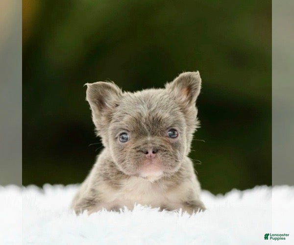 French Bulldog dogs WINONA - LILAC TAN FLUFFY BEAUTY IN CALI - US DELIVERY - Ad 39