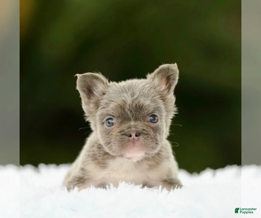 French Bulldog dogs for sale: WINONA - LILAC TAN FLUFFY BEAUTY IN CALI - US DELIVERY - Ad 1