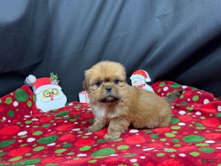 Shih Tzu dogs Shih Tzu Puppy 3 - Ad 7