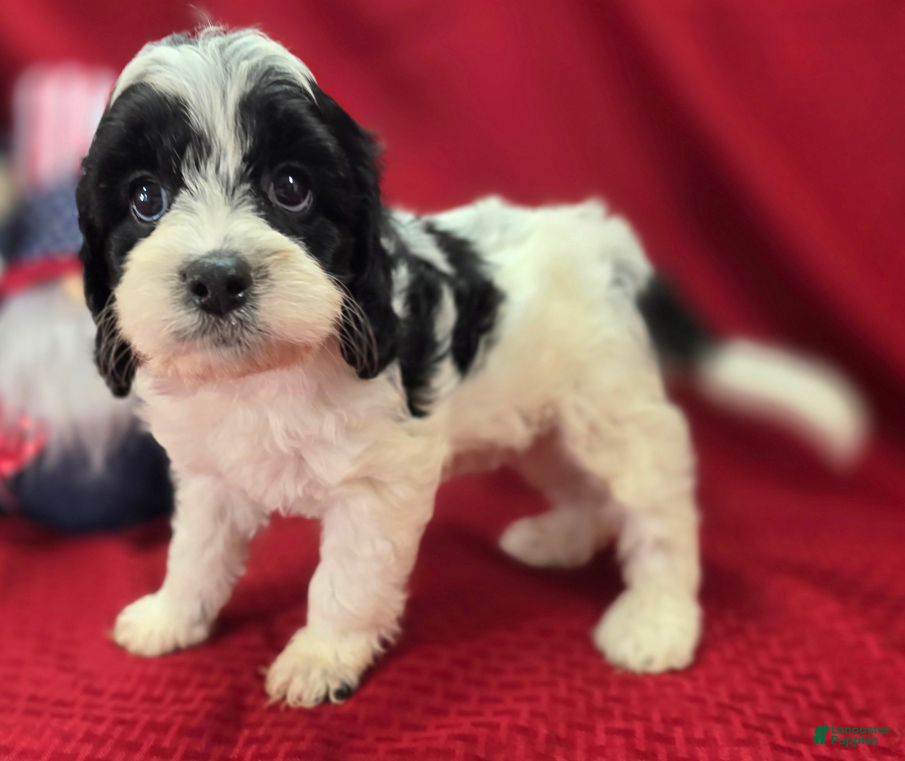 Cavapoo dogs Laramie - Ad 23