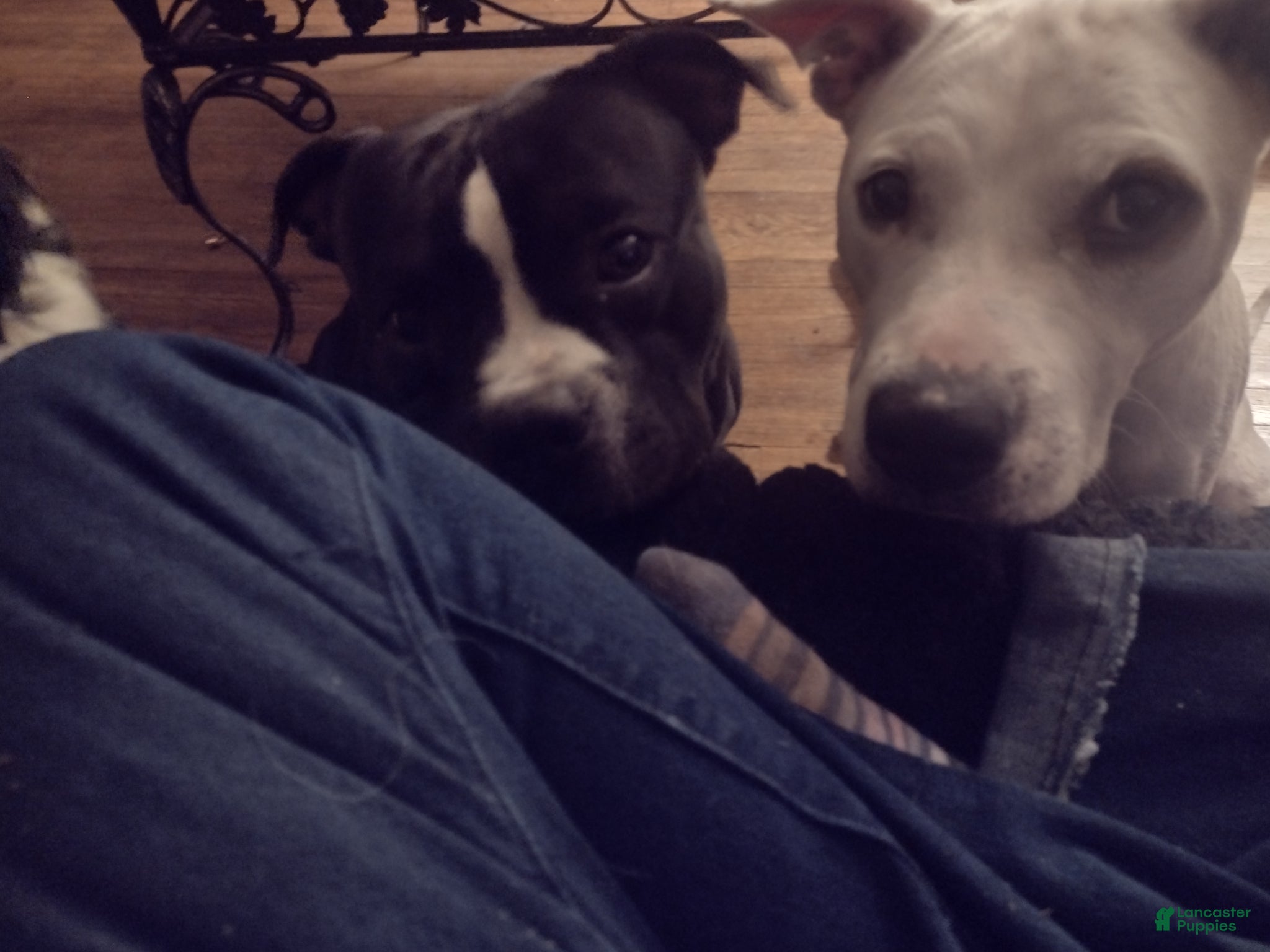 Little lady(black spots) Mixed Breed for sale in Columbus