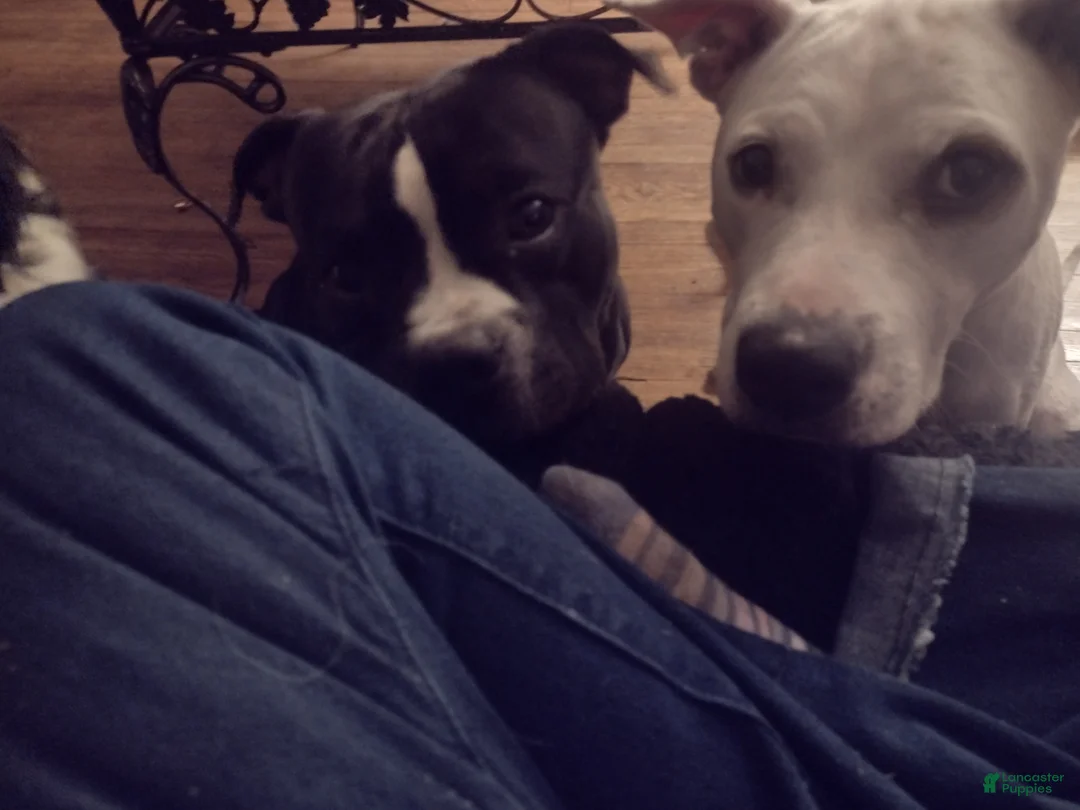 Mixed Breed dogs for sale: Titan - Ad 3