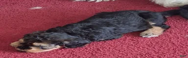 Bernedoodle 2
