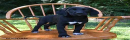 Mixed Breed dogs for sale: Hearts - Ad 2
