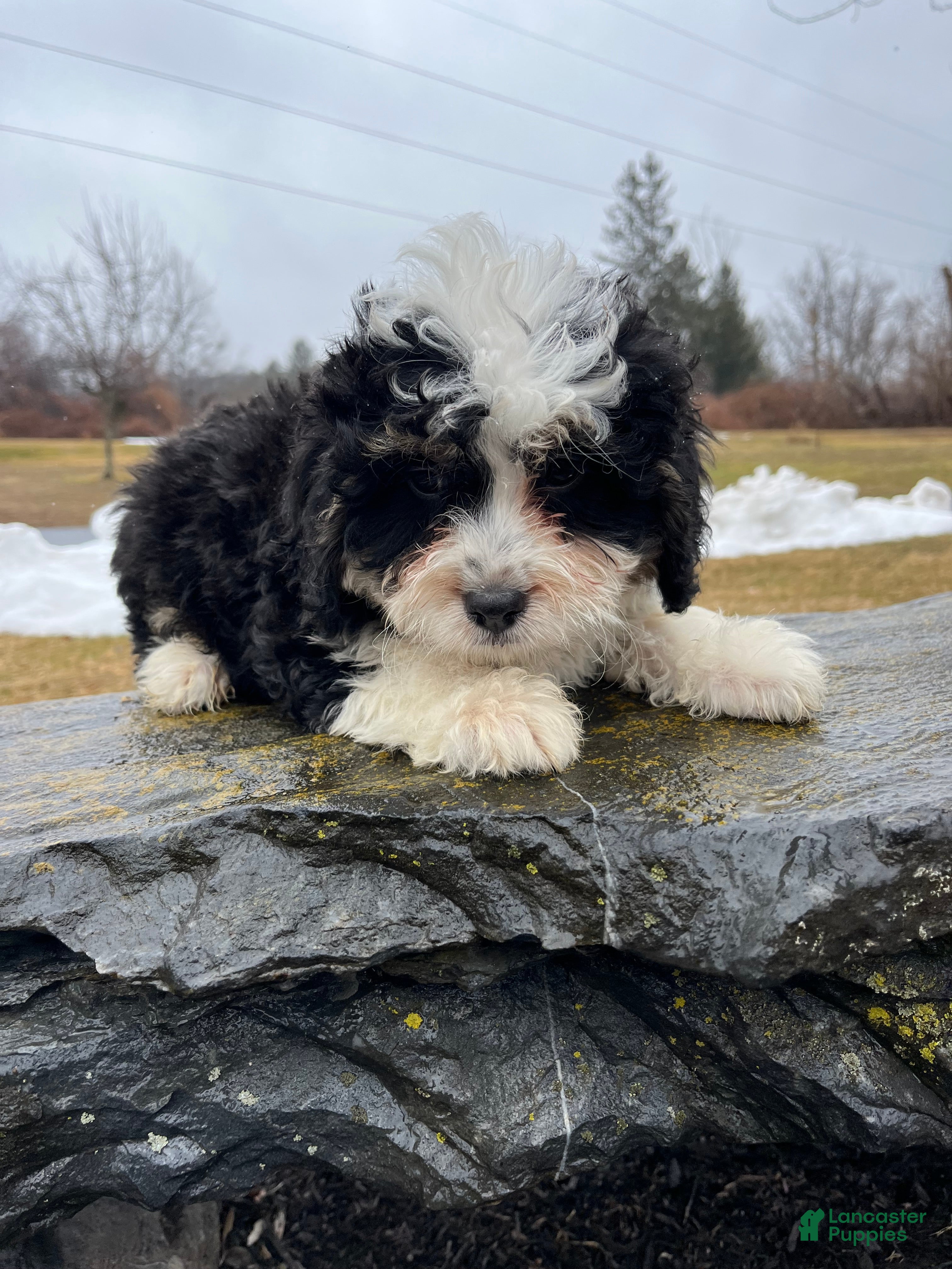 Mini Bernedoodle dogs Kahlua - Ad 2