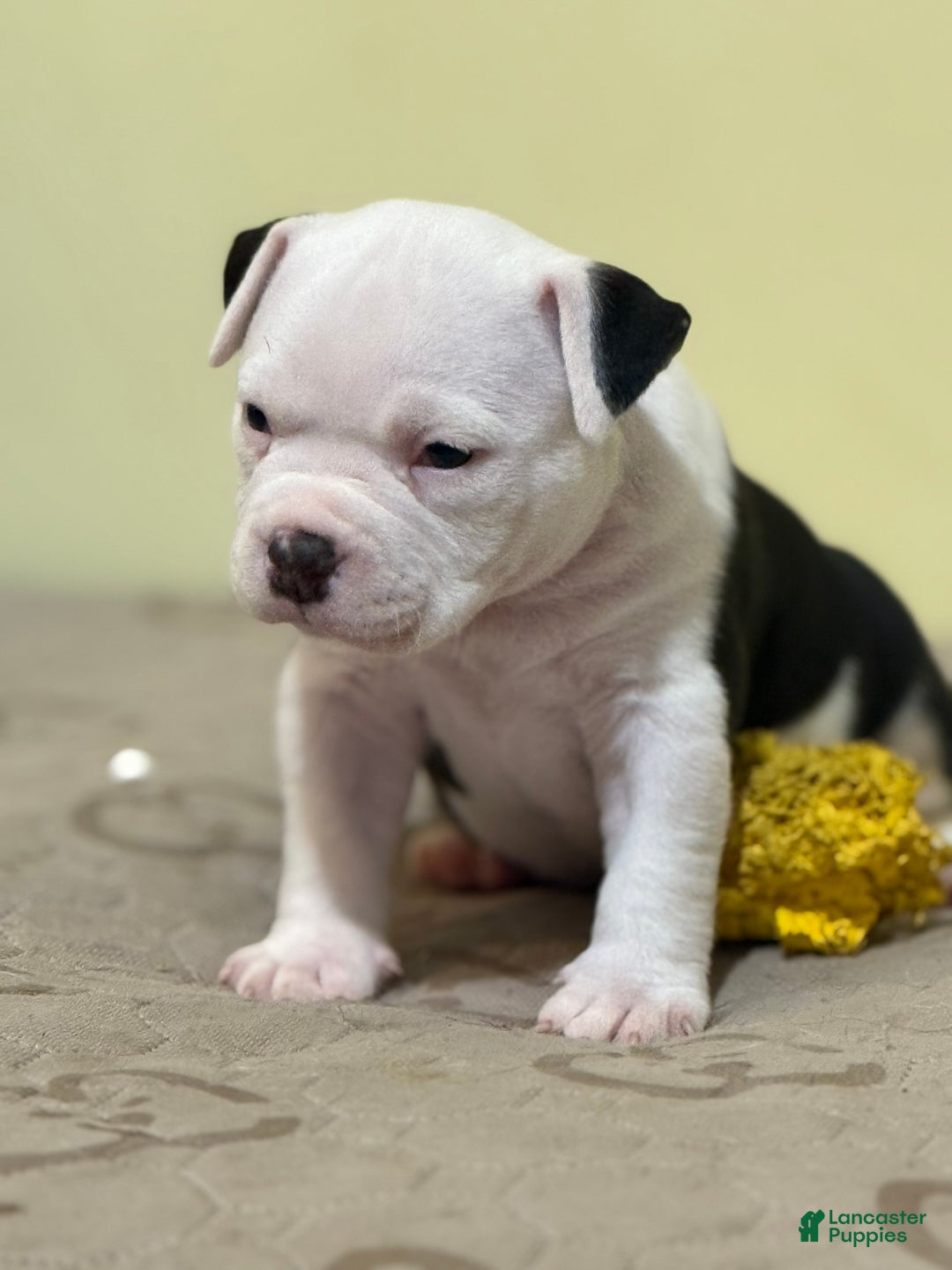 American Bully dogs for sale: American Bully Puppy 1 - Ad 6