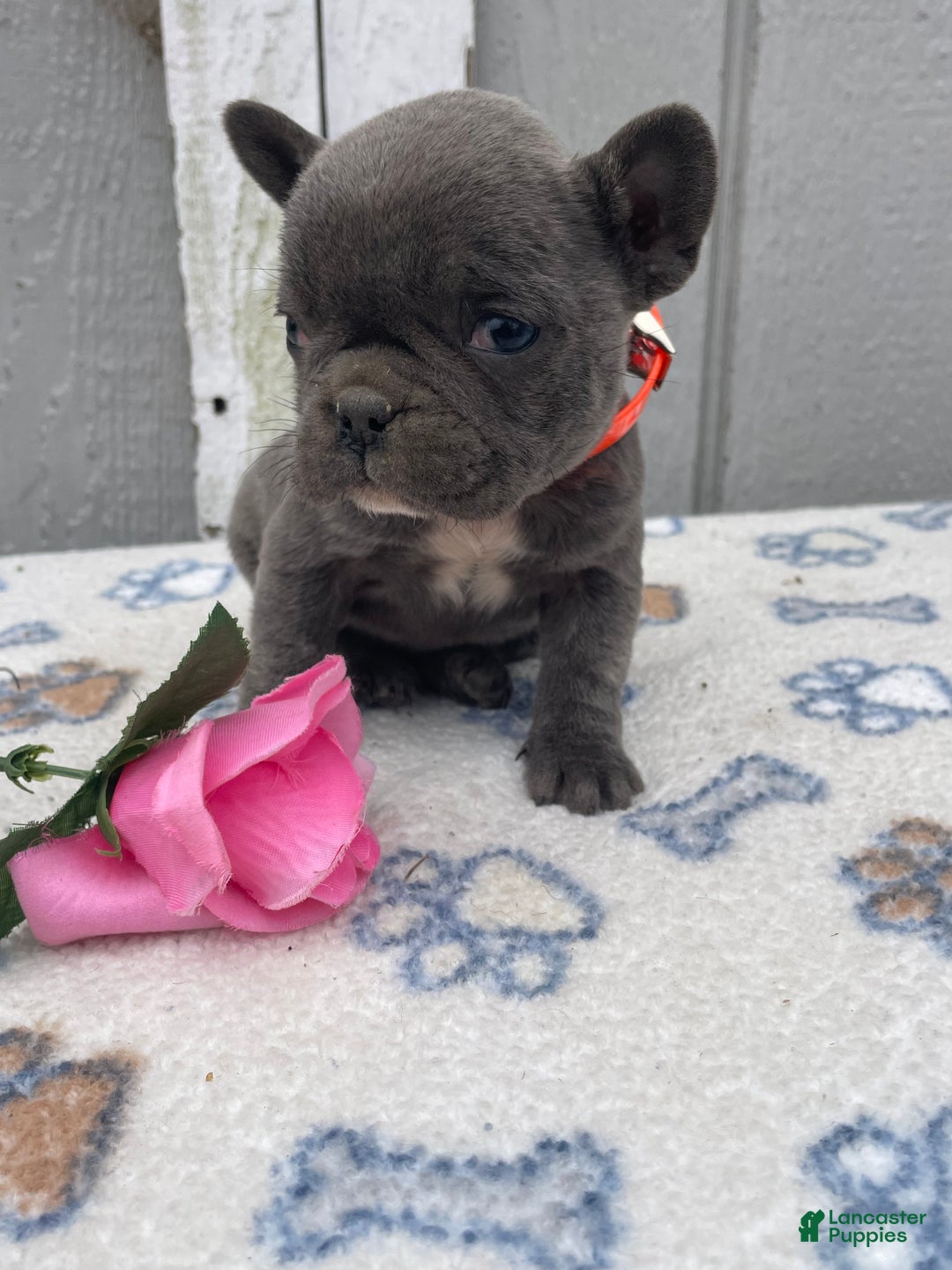 French Bulldog dogs for sale: Fiona - Ad 4