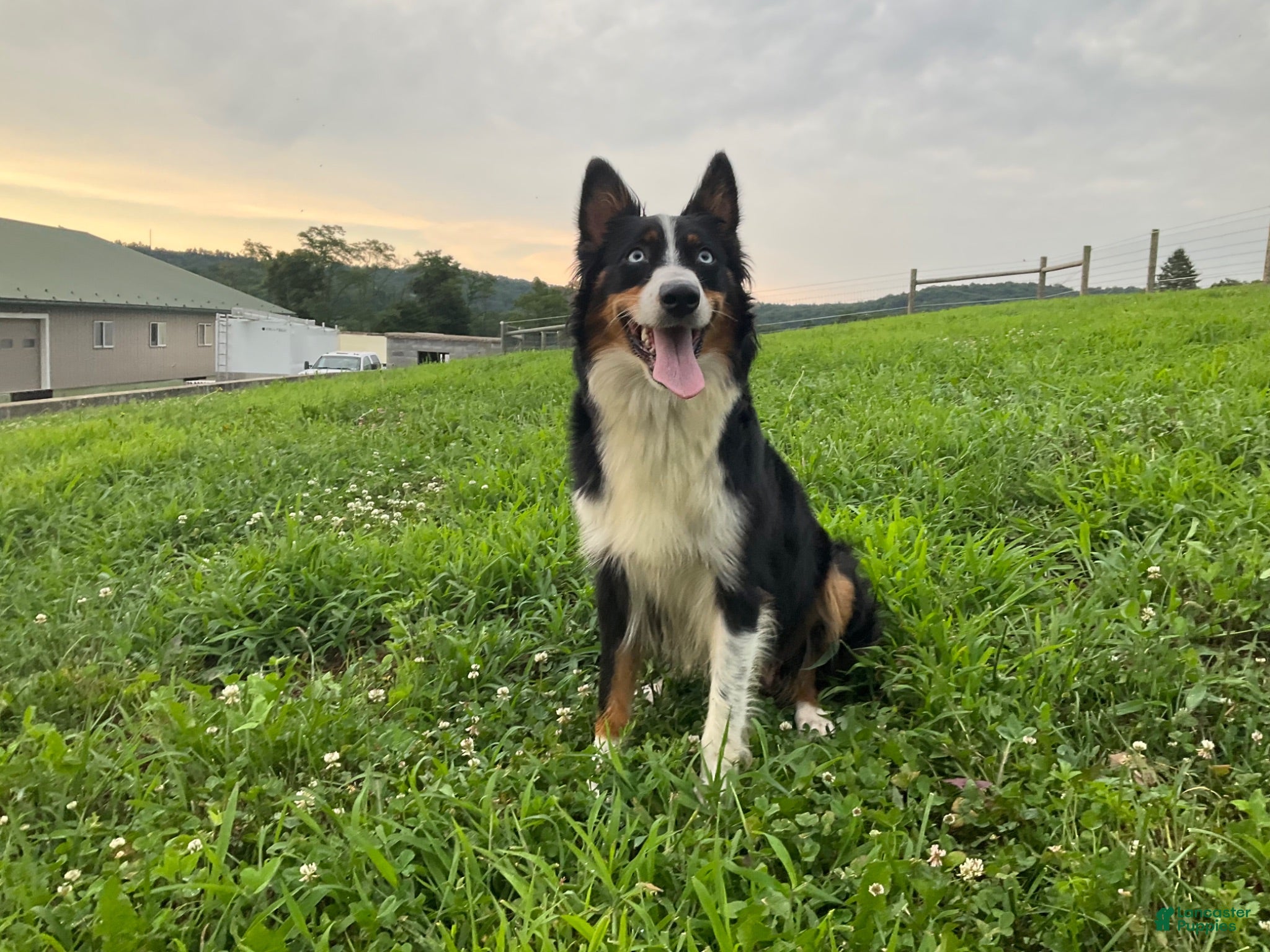 Australian Shepherd dogs Cheyanne - Ad 2