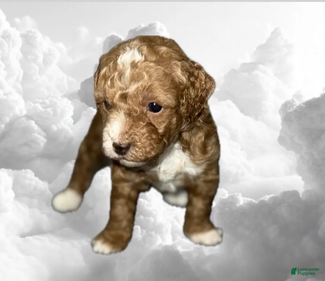 Toy Poodle dogs for sale: Toy Poodle Puppy 3 - Ad 1