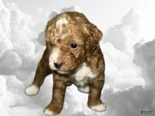 Toy Poodle dogs Toy Poodle Puppy 3 - Ad 20