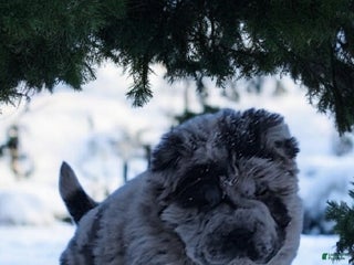 Shar Pei dogs Marla merle mini bear - Ad 10