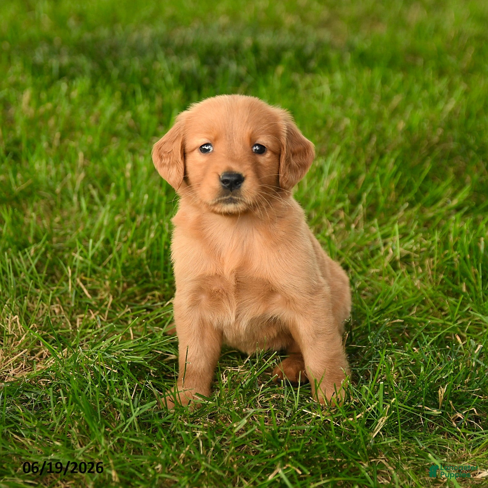 Golden Retriever dogs Chelsea - Ad 2