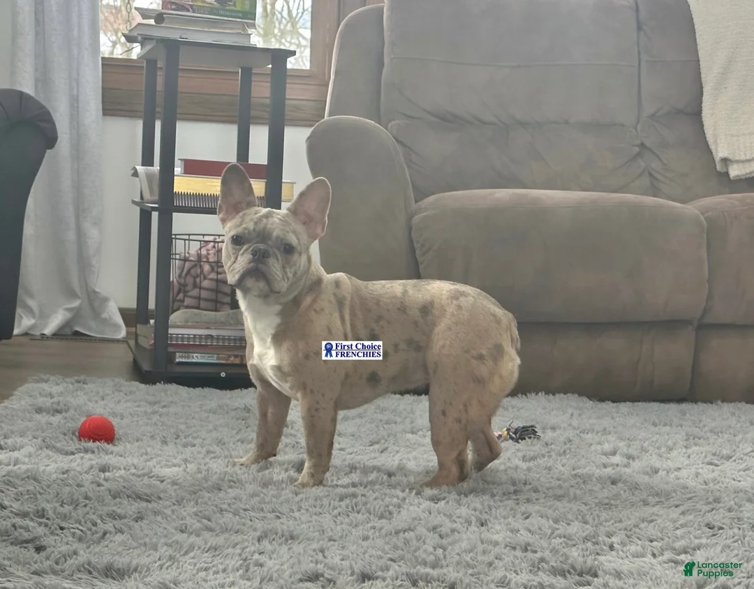 French Bulldog dogs for sale: Baxter - Ad 6