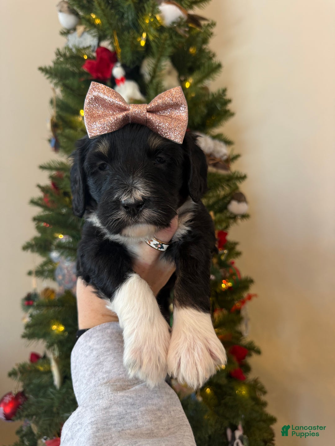 Mixed Breed dogs for sale: Frannie - Ad 7