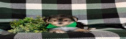 Morkie dogs for sale: Randall 6 lbs Full Grown - Ad 5