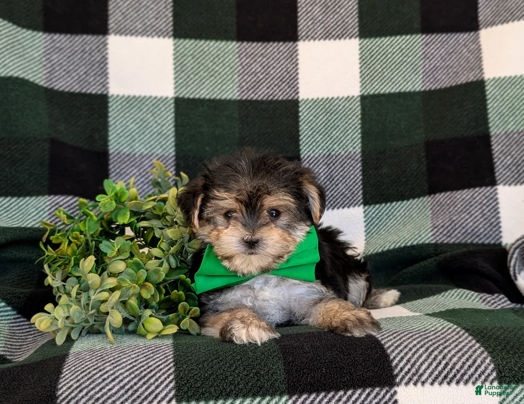 Morkie dogs for sale: Randall 6 lbs Full Grown - Ad 5