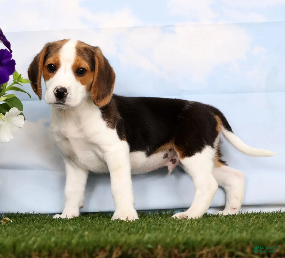 Beagle dogs for sale: Dash - Ad 2