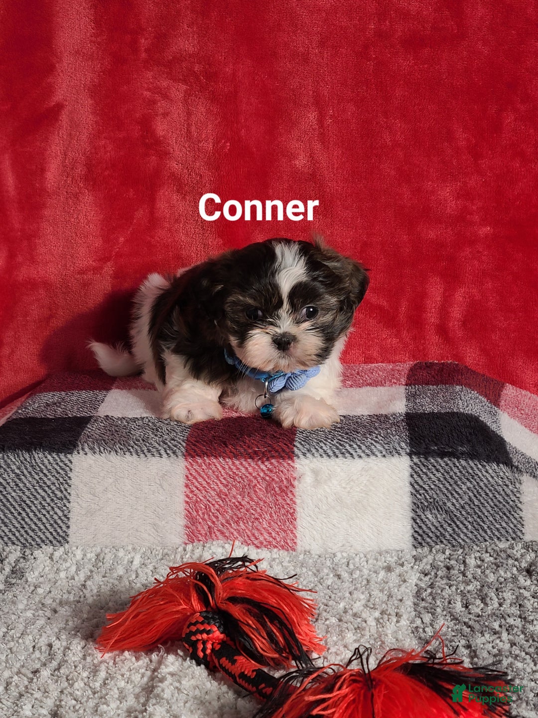 Shih Tzu dogs for sale: Conner  - Ad 2