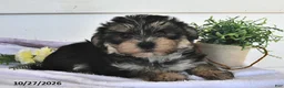 Morkie dogs for sale: Mor  - Ad 2