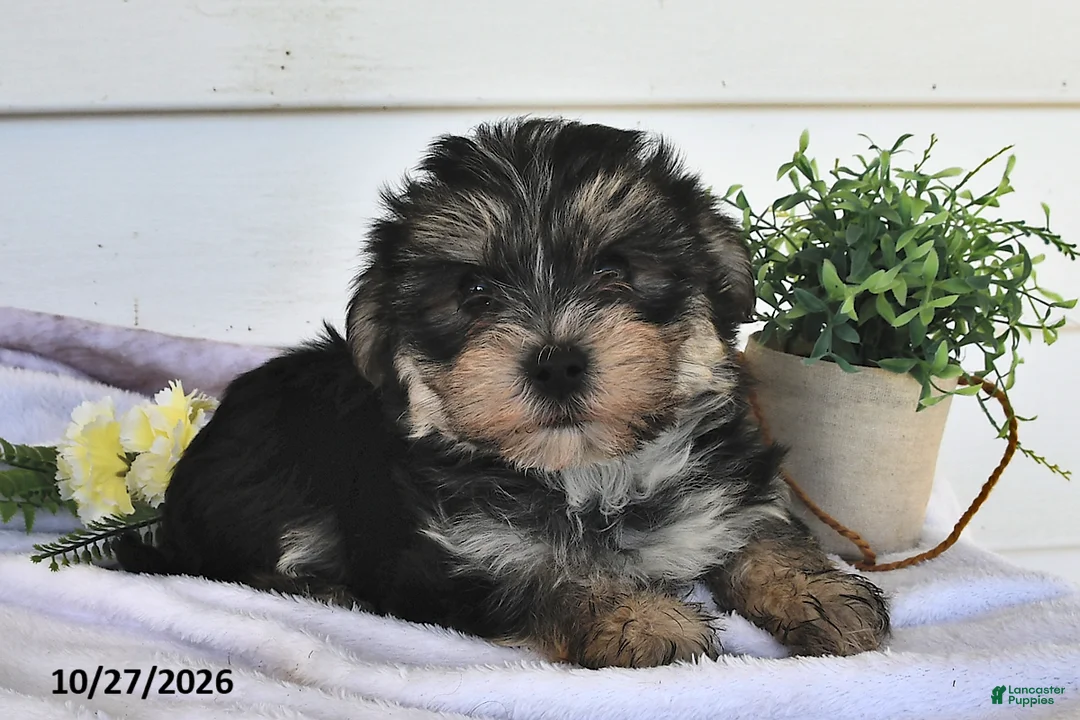Morkie dogs for sale: Mor  - Ad 2