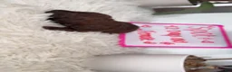 Double Doodle dogs for sale: Double Doodle 3 - Ad 1