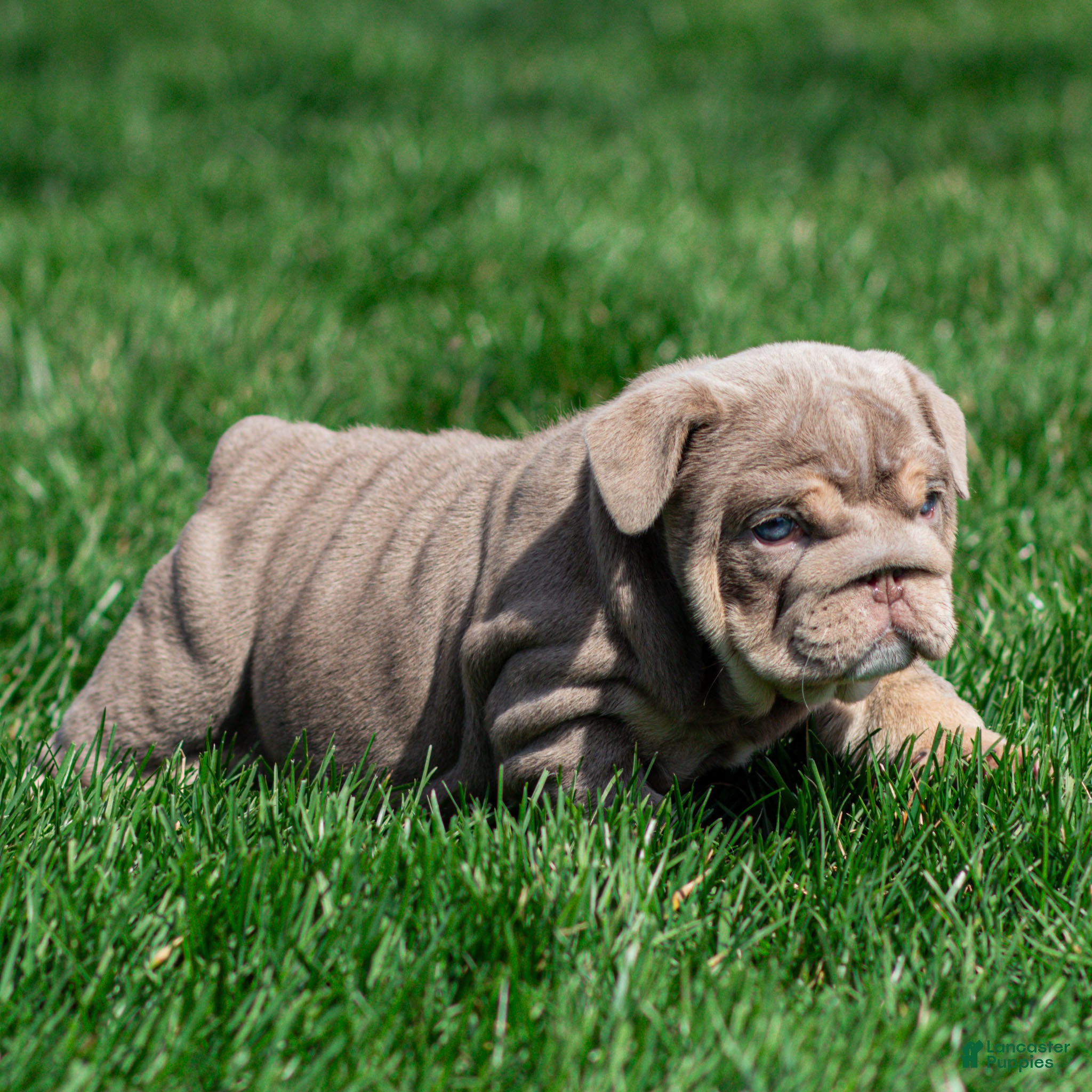 English Bulldog dogs Indigo Pearl English Bulldog Puppy  - Ad 2
