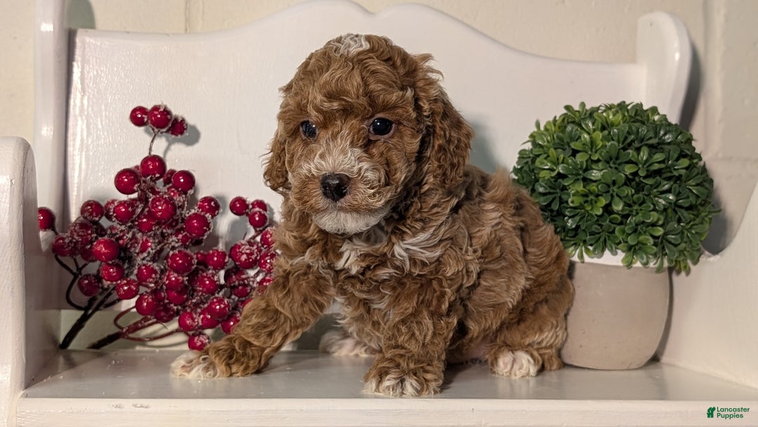 Miniature Poodle dogs for sale: Hudson - Ad 8