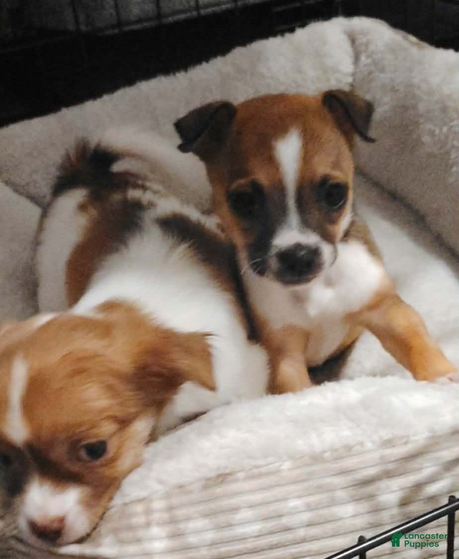 Chihuahua dogs Freda (teacup) - Ad 2