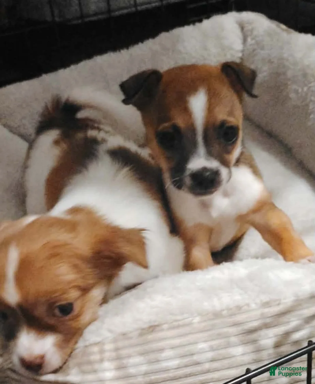 Chihuahua dogs for sale: Freda (teacup) - Ad 2
