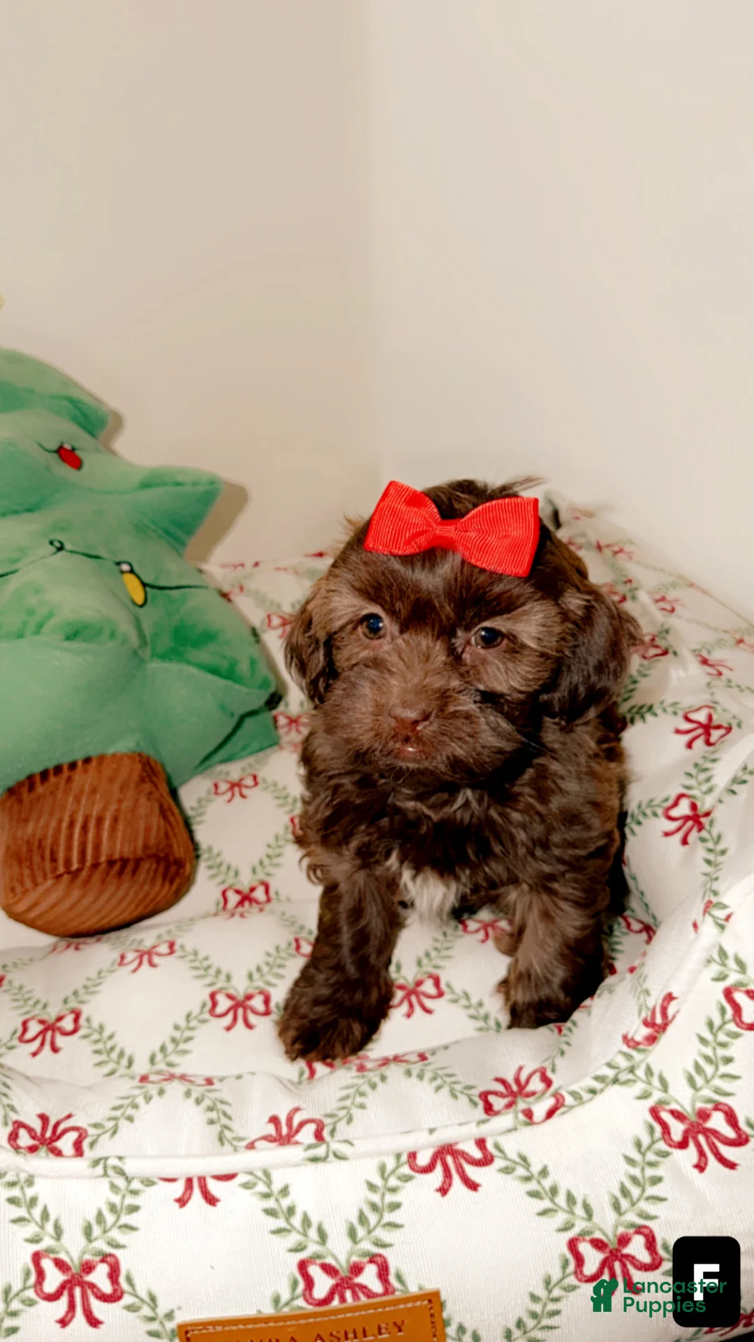Shihpoo dogs for sale: Remi - Ad 2