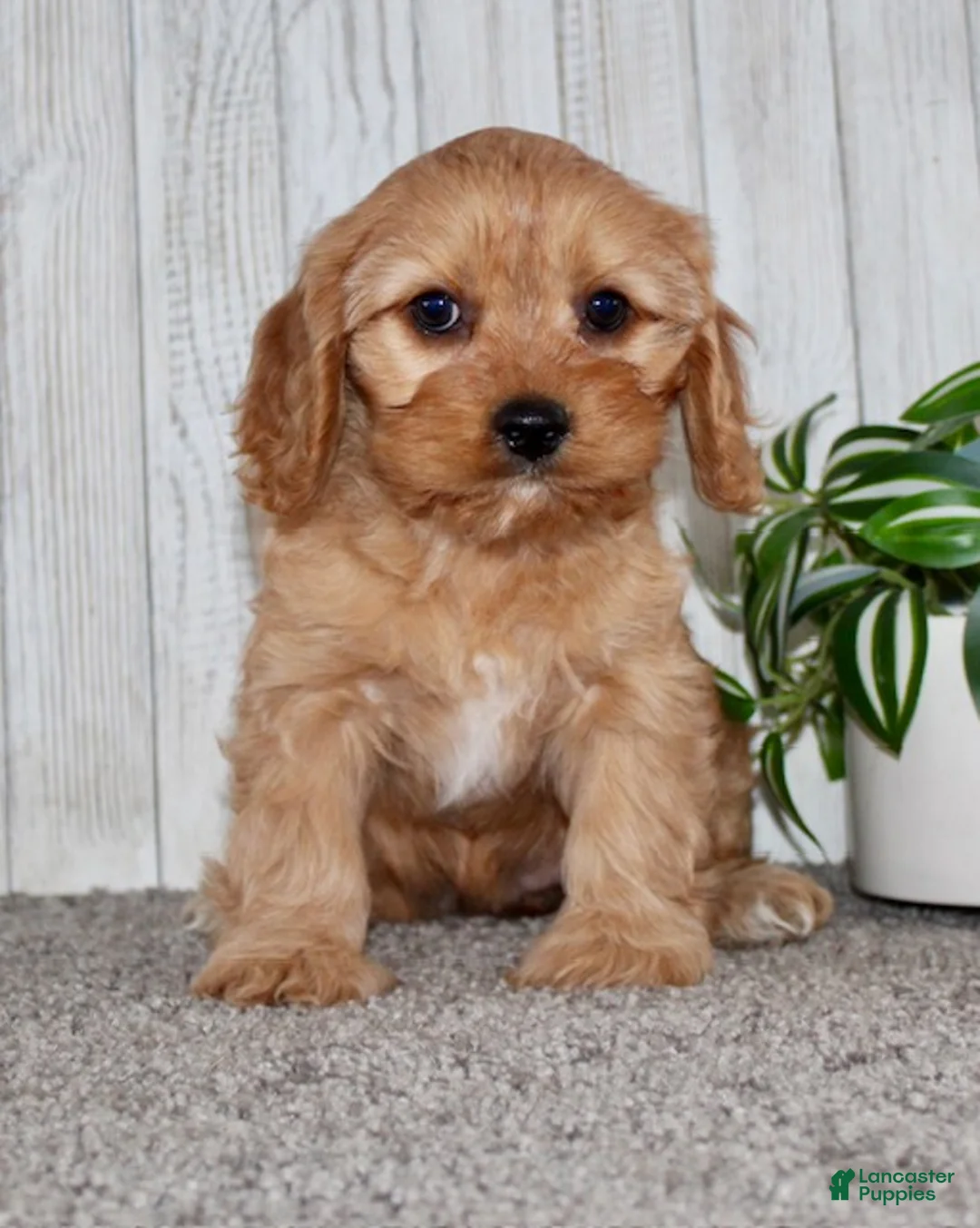 Cavapoo dogs for sale: Ginger - Ad 4