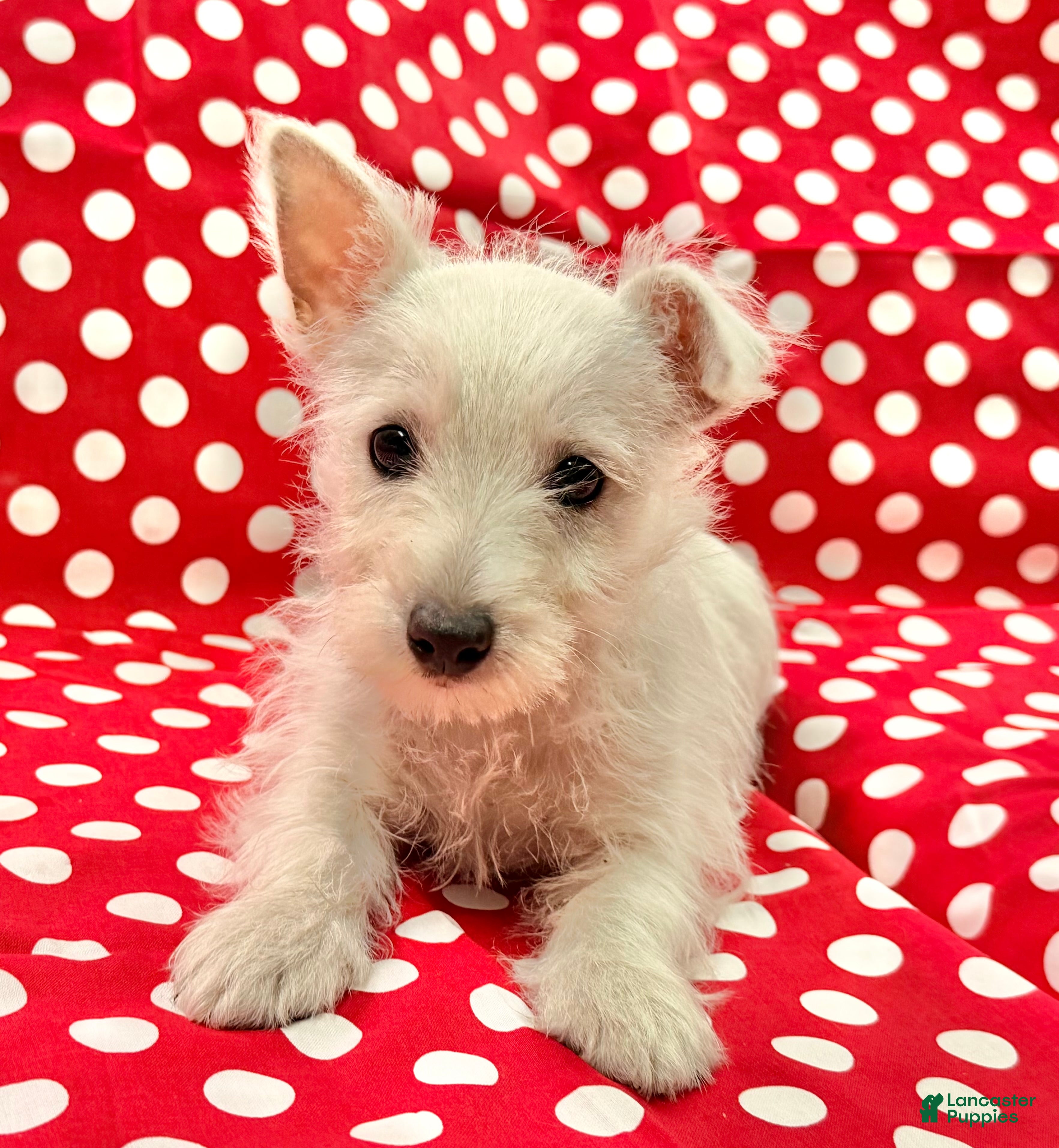 West Highland Terrier dogs Raegan - Ad 1