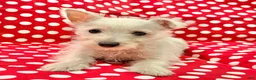 West Highland Terrier dogs for sale: Raegan - Ad 1