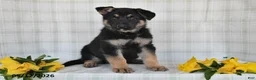 German Shepherd dogs for sale: Nicki - Ad 5