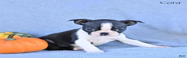 Cora