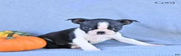 Boston Terrier dogs for sale: Cora - Ad 1