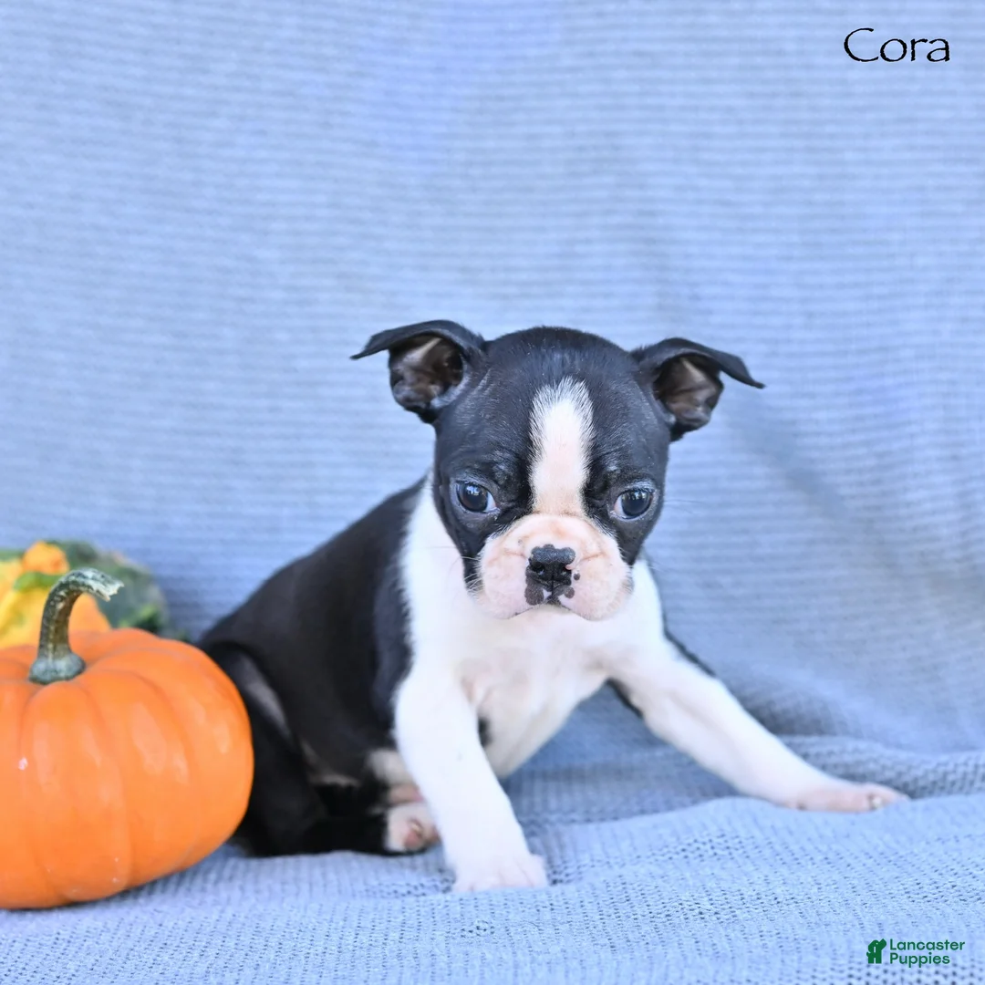 Boston Terrier dogs for sale: Cora - Ad 1