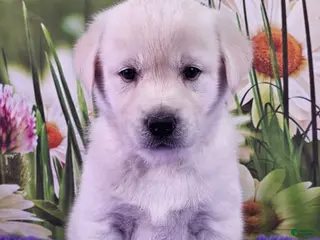 Goberian dogs Maya - Ad 18