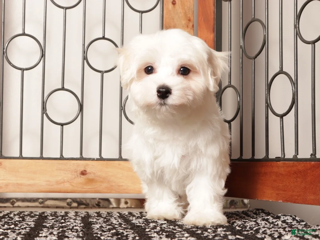 Maltese dogs for sale: Winnie ACA Female Maltese  - Ad 1