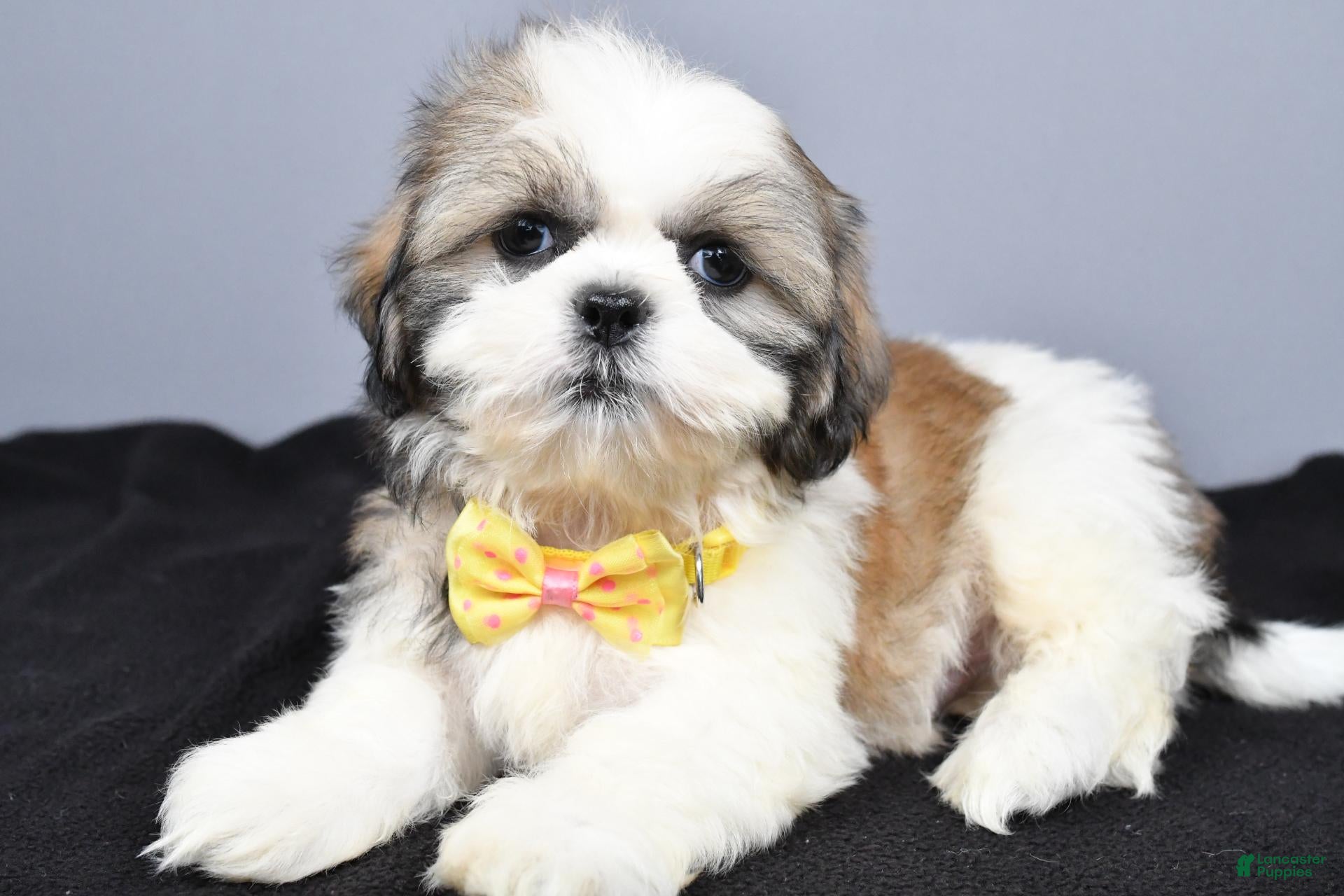 Shih Tzu dogs Cody - Ad 2