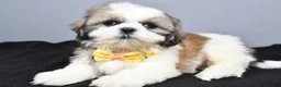 Shih Tzu dogs for sale: Cody - Ad 2