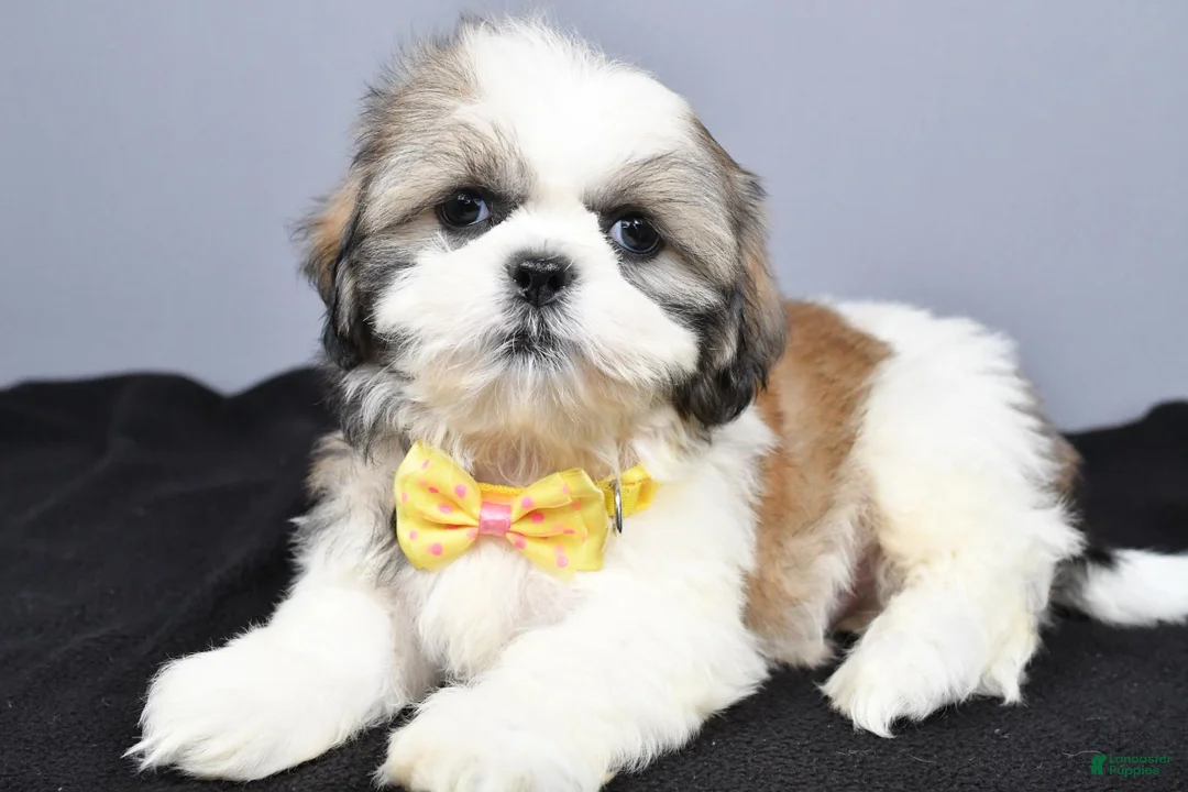 Shih Tzu dogs for sale: Cody - Ad 2
