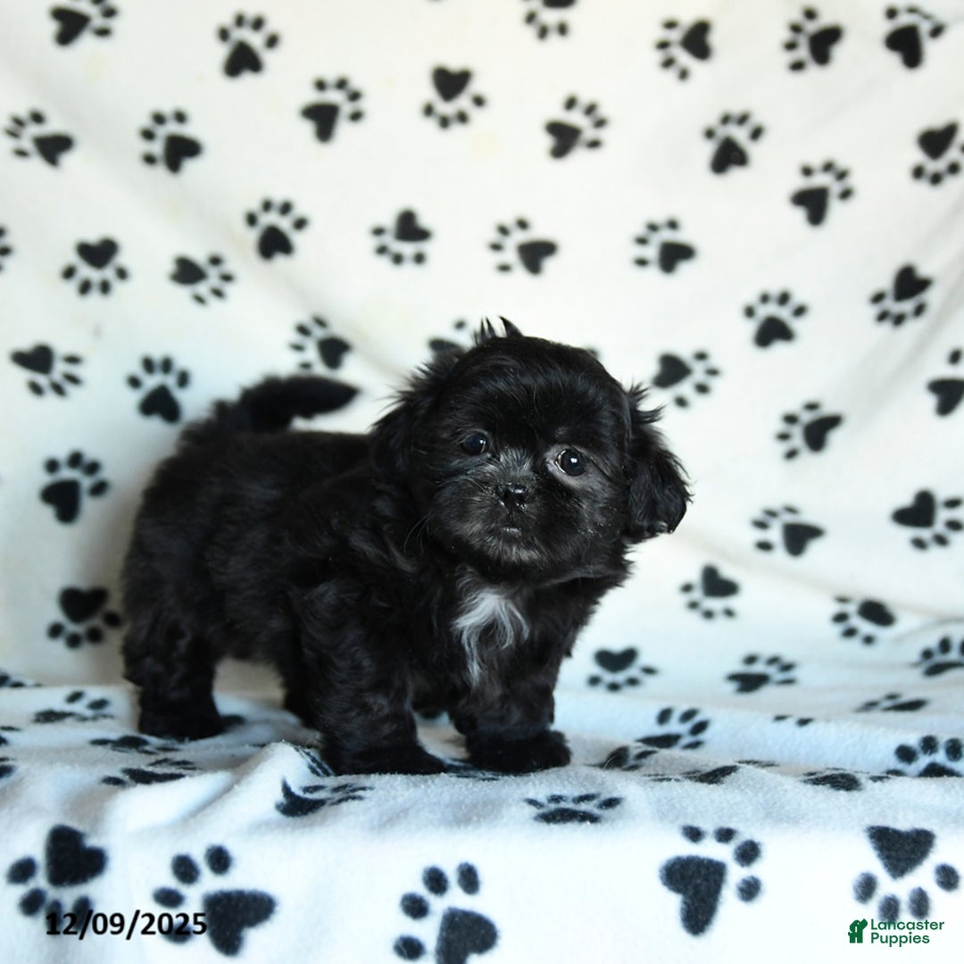 Shih Tzu dogs for sale: Noel - Ad 4