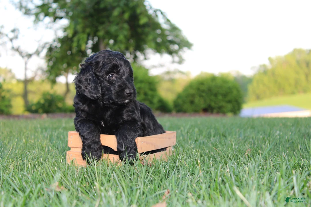 Mini Goldendoodle dogs for sale: Kenzie - Ad 1