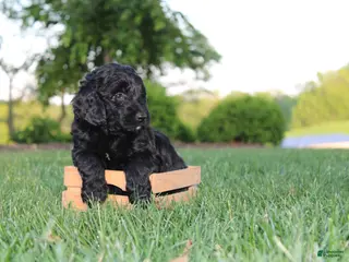 Mini Goldendoodle dogs for sale: Kenzie - Ad 1