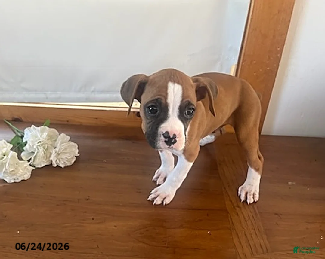 Boxer dogs for sale: Roger - Ad 5