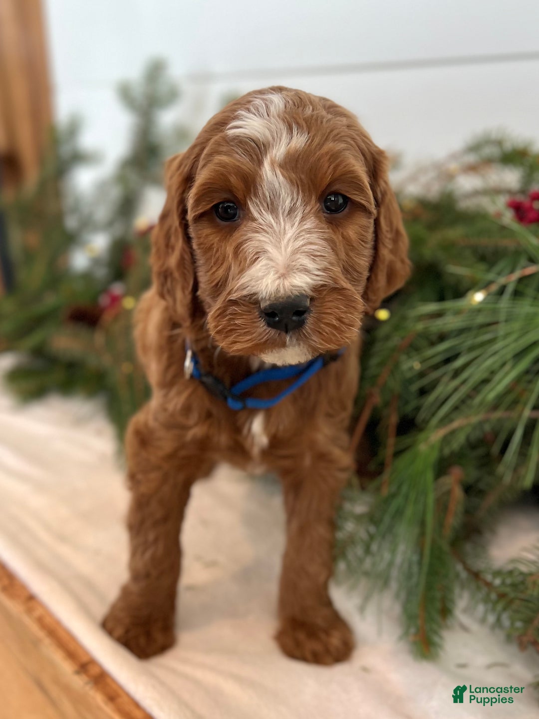 Irish Doodle dogs for sale: Theodore  - Ad 13