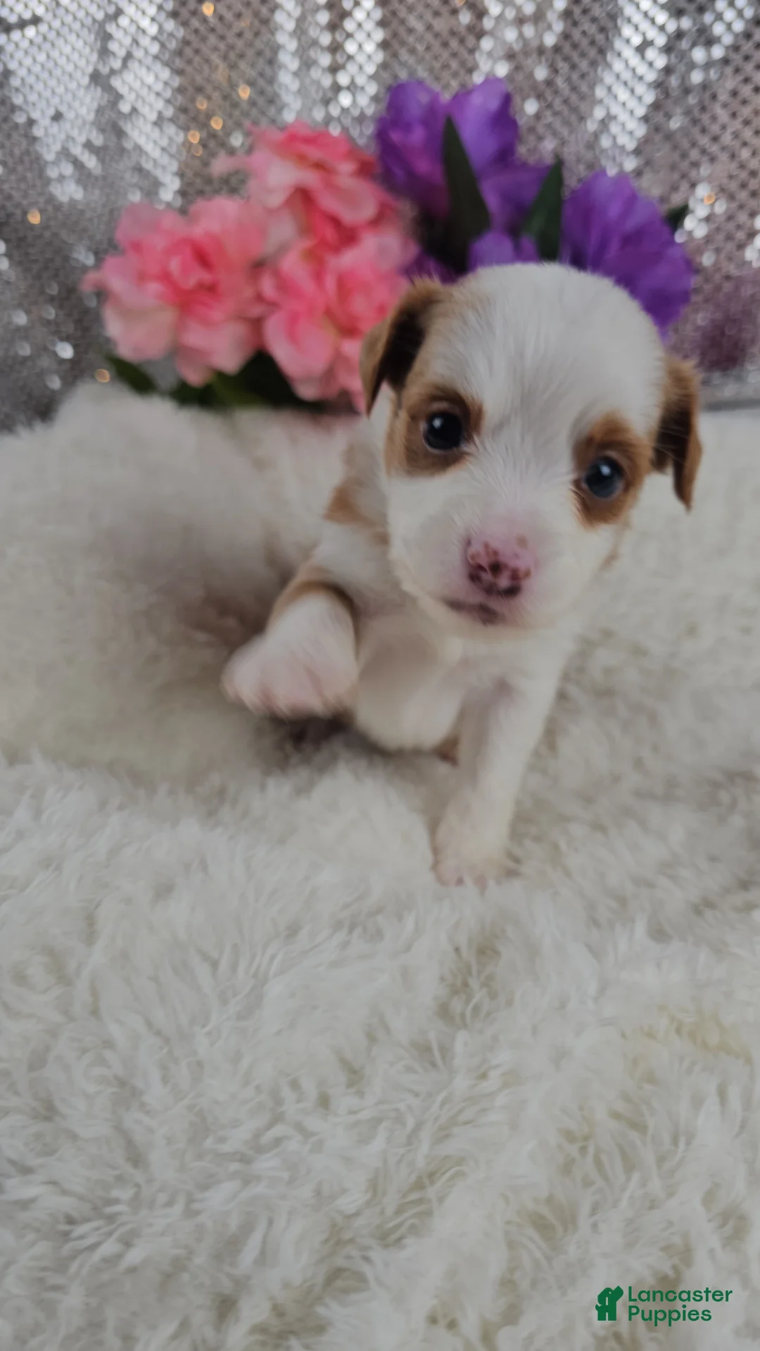 Mini Aussiedoodle dogs for sale: Soleil  - Ad 2