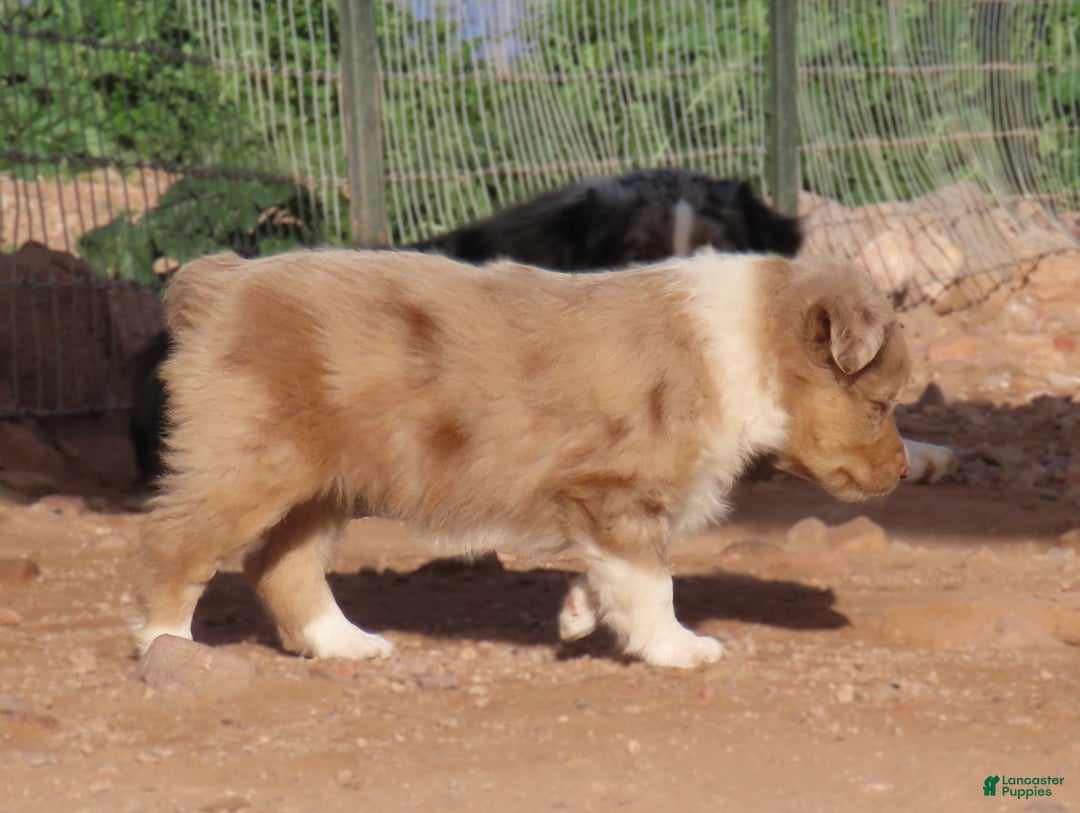 Miniature Australian Shepherd dogs for sale: Red merle girl with blue eyes - Ad 2