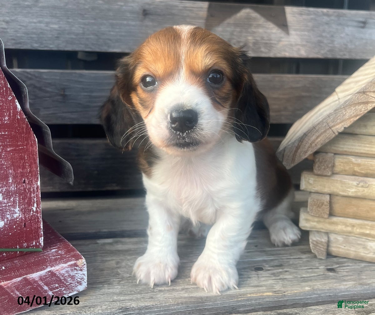 Miniature Dachshund dogs Moose - Ad 1